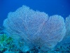 dscf4767